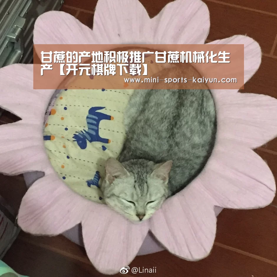 开元棋牌电脑版