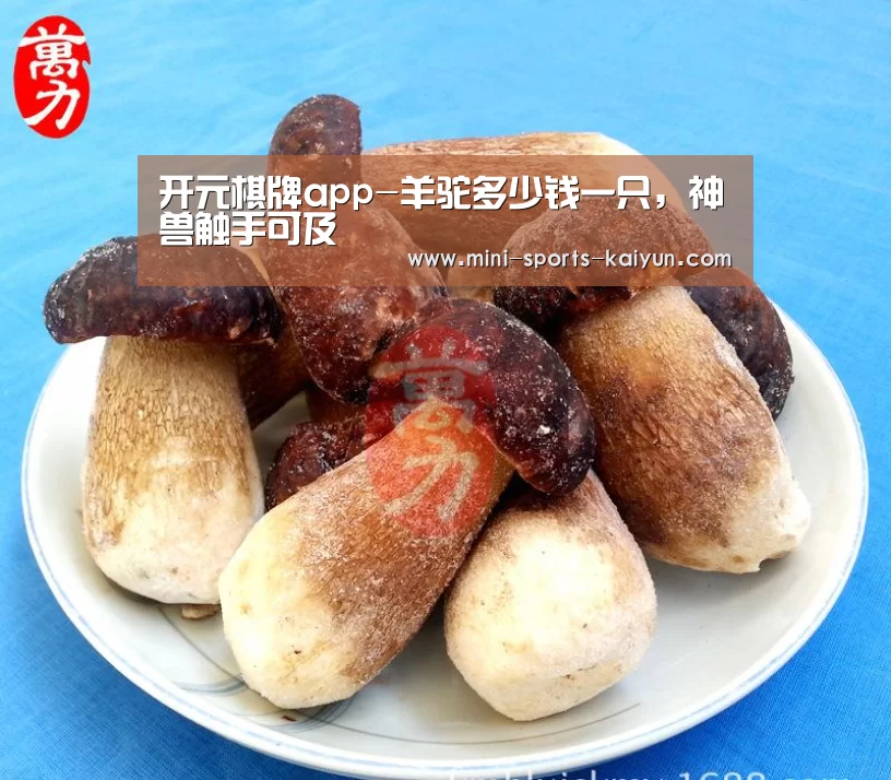 开云体育官网